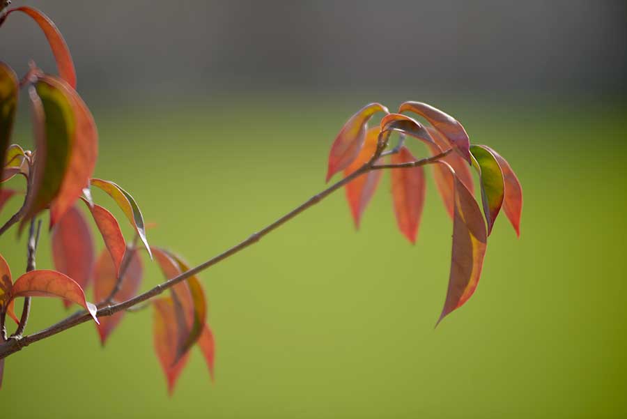 Ai AF Zoom-Nikkor 80-200mm f/2.8S ぼけ具合